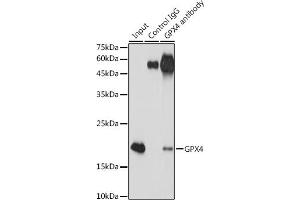 Immunoprecipitation analysis of 300 μg extracts of Jurkat cells using 3 μg GPX4 antibody (ABIN7267436). (GPX4 antibody)