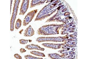 IHC analysis of TXN2 using anti-TXN2 antibody (ABIN7602150). (TXN2 antibody  (AA 60-166))