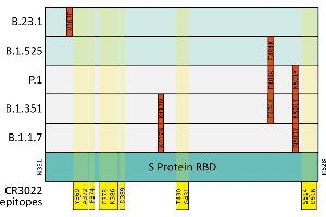 Mutations (indicated in red) in the SARS-CoV-2 S Protein receptor binding domain (RBD, mint) in variants of concern (light grey) and variants of note (light mint).