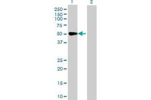 Western Blot analysis of MAPK8 expression in transfected 293T cell line by MAPK8 MaxPab polyclonal antibody. (JNK antibody  (AA 1-427))