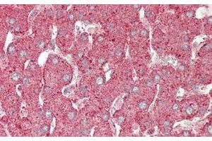 Immunohistochemistry (IHC) image for anti-Annexin A4 (ANXA4) (AA 165-260) antibody (ABIN7438358)