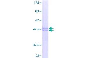 FGF19 Protein (AA 1-216) (GST tag)