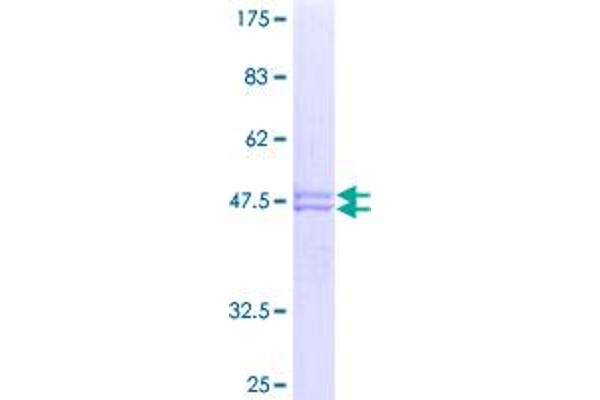 FGF19 Protein (AA 1-216) (GST tag)