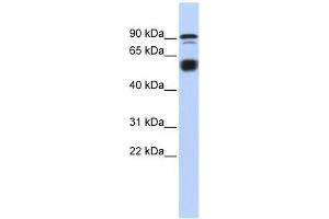 BCL11A antibody used at 0. (BCL11A antibody  (N-Term))