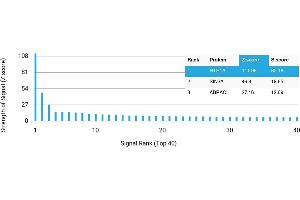 Protein Array (PAr) image for anti-Serotonin Receptor 1A (HTR1A) antibody (ABIN7456236) (Serotonin Receptor 1A antibody)