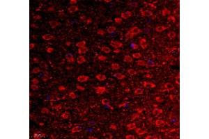 Immunofluorescence of paraffin embedded mouse corpus striatum using VIRL2 (ABIN7076206) at dilution of 1: 700 (400x lens) (VN1R2 antibody)