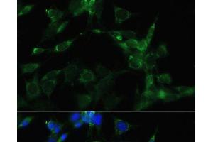 Immunofluorescence (IF) image for anti-Heat Shock Protein 90kDa alpha (Cytosolic), Class A Member 1 (HSP90AA1) antibody (ABIN7256124)