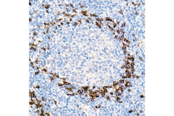 IgD antibody