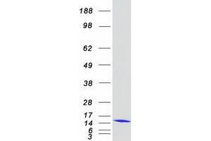 Validation with Western Blot (HSPE1 Protein (Myc-DYKDDDDK Tag))