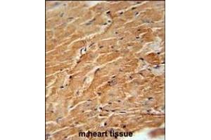 CCL21 Antibody (Center) (ABIN654093 and ABIN2843979) immunohistochemistry analysis in formalin fixed and paraffin embedded mouse heart tissue followed by peroxidase conjugation of the secondary antibody and DAB staining. (CCL21 antibody  (AA 23-52))
