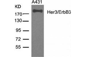 Image no. 3 for anti-Receptor Tyrosine-Protein Kinase ErbB-3 (ERBB3) (AA 1326-1330) antibody (ABIN319383) (ERBB3 antibody  (AA 1326-1330))