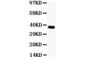 Anti-SynCAM Picoband antibody,  All lanes: Anti SYNCAM  at 0. (CADM1 antibody  (AA 45-340))