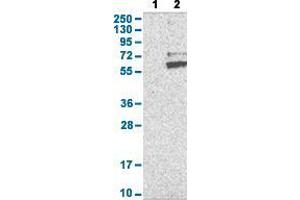 Western Blot analysis with RNF149 polyclonal antibody . (RNF149 antibody  (AA 250-383))