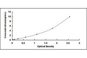 Solute Carrier Family 7, (Cationic Amino Acid Transporter, Y+ System) Member 11 (SLC7A11) ELISA Kit