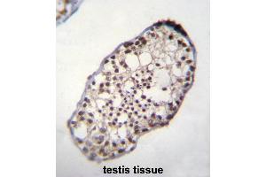 TSGA10IP Antibody (C-term) immunohistochemistry analysis in formalin fixed and paraffin embedded human testis tissue followed by peroxidase conjugation of the secondary antibody and DAB staining. (TSGA10IP antibody  (C-Term))