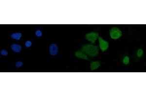 IF analysis of U2AF65/U2AF2 using anti-U2AF65/U2AF2 antibody (ABIN7600794). (U2AF2 antibody  (AA 238-470))