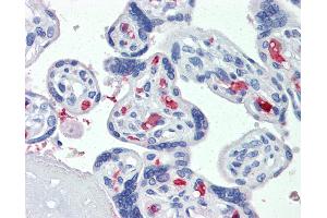 Anti-CLEC2D antibody IHC of human placenta. (CLEC2D antibody  (AA 122-131))