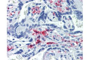 Anti-CD163 antibody IHC of human placenta. (CD163 antibody)