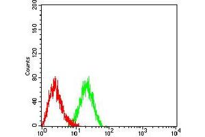 Flow cytometric analysis of HL-60 cells using CD166 mouse mAb (green) and negative control (red). (CD166 antibody  (AA 227-381))