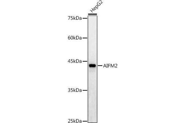 AIFM2 antibody  (AA 1-373)