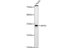 Western blot analysis of extracts of HepG2 cells, using /AMID antibody (ABIN6129888, ABIN6136678, ABIN6136679 and ABIN6215707) at 1:1000 dilution. (AIFM2 antibody  (AA 1-373))
