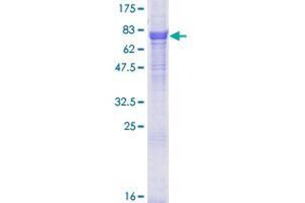 TRAF7 Protein (AA 1-594) (GST tag)