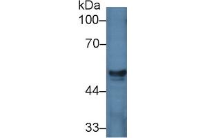 Western Blot; Sample: Porcine Liver lysate; Primary Ab: 2µg/ml Rabbit Anti-Human HGD Antibody Second Ab: 0.