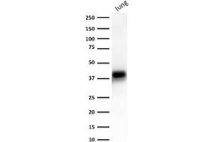 Western Blot of human lung lysate using EpCAM-Monospecific Mouse Monoclonal Antibody (EGP40/1372).