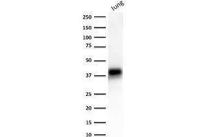 Western Blot of human lung lysate using EpCAM-Monospecific Mouse Monoclonal Antibody (EGP40/1372). (EpCAM antibody  (Extracellular Domain))