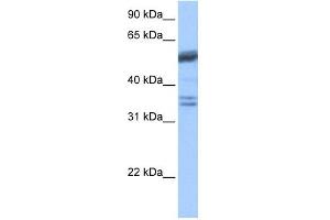 Coilin antibody used at 1 ug/ml to detect target protein.