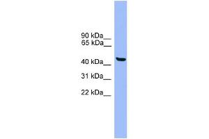 WB Suggested Anti-GTF2A1L Antibody Titration: 0. (GTF2A1L antibody  (C-Term))
