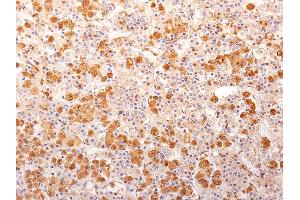 Formalin-fixed, paraffin-embedded human Pituitary Gland stained with ACTH Monoclonal Antibody (57). (POMC antibody  (N-Term))