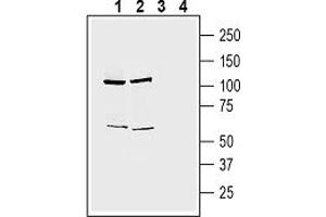 Western blot analysis of human Jurkat T-cell leukemia cell line lysate (lanes 1 and 3) and human HepG2 hepatocellular carcinoma cell line lysate (lanes 2 and 4):1-2.