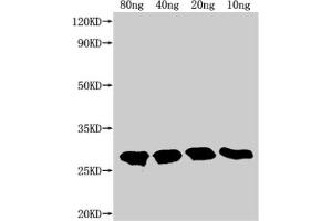 Western Blot Positive WB detected in Recombinant protein All lanes: TTYH2 antibody at 1:2000 Secondary Goat polyclonal to rabbit IgG at 1/50000 dilution Predicted band size: 22. (TTYH2 antibody  (AA 455-534))