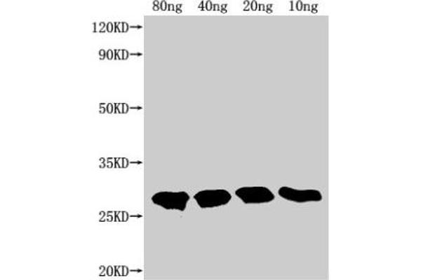 TTYH2 antibody  (AA 455-534)