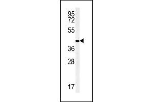 AN Antibody (C-term) (ABIN657871 and ABIN2846827) western blot analysis in ZR-75-1 cell line lysates (35 μg/lane). (PPAN antibody  (C-Term))