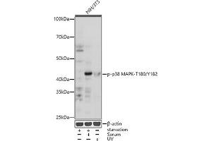 Western blot analysis of extracts of NIH/3T3 cells, using Phospho-p38 MAPK-T180/Y182 antibody (ABIN6135257, ABIN6136138, ABIN6136139 and ABIN6225556) at 1:1000 dilution.