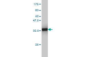 Western Blot detection against Immunogen (29. (CX3CR1 antibody  (AA 1-36))