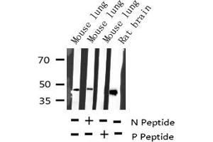 Western blot analysis of Phospho-MEK1/2 (Ser221) expression in various lysates (MEK1 antibody  (pSer221))