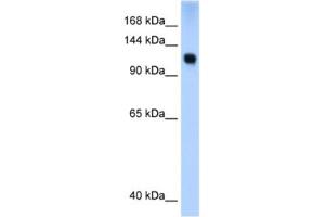 Western Blotting (WB) image for anti-SWI/SNF Related, Matrix Associated, Actin Dependent Regulator of Chromatin, Subfamily A, Member 5 (SMARCA5) antibody (ABIN2460151) (SMARCA5 antibody)