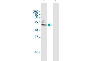 Western Blot analysis of TGM2 expression in transfected 293T cell line by TGM2 MaxPab polyclonal antibody.