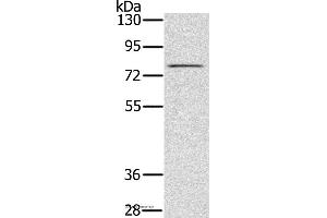 Western blot analysis of Raw264. (TAB3 antibody)