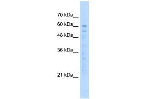 KIAA0494 antibody used at 5 ug/ml to detect target protein. (KIAA0494 antibody  (N-Term))