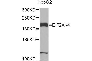 Western blot analysis of extracts of HepG2 cells, using EIF2AK4 Antibody. (GCN2 antibody)
