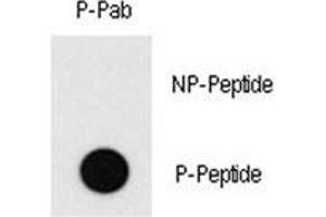 Dot blot analysis of phospho-MEF2C antibody. (MEF2C antibody  (pThr20))