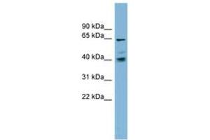 Image no. 1 for anti-Transmembrane 9 Superfamily Protein Member 4 (TM9SF4) (AA 35-84) antibody (ABIN6742027) (TM9SF4 antibody  (AA 35-84))
