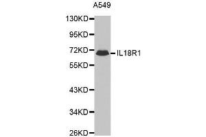 Western blot analysis of extracts of A549 cell line, using IL18R1 antibody. (IL18R1 antibody  (AA 19-320))
