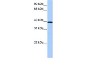 Western Blotting (WB) image for anti-Zinc Finger Protein 618 (ZNF618) antibody (ABIN2463369) (ZNF618 antibody)