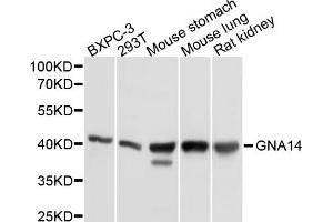 Western blot analysis of extracts of various cell lines, using GNA14 antibody (ABIN5997804) at 1/1000 dilution. (GNa14 antibody)