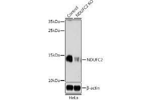Western blot analysis of extracts from normal (control) and NDUFC2 knockout (KO) HeLa cells, using NDUFC2 antibody (ABIN7268818) at 1:1000 dilution. (NDUFC2 antibody  (AA 1-100))